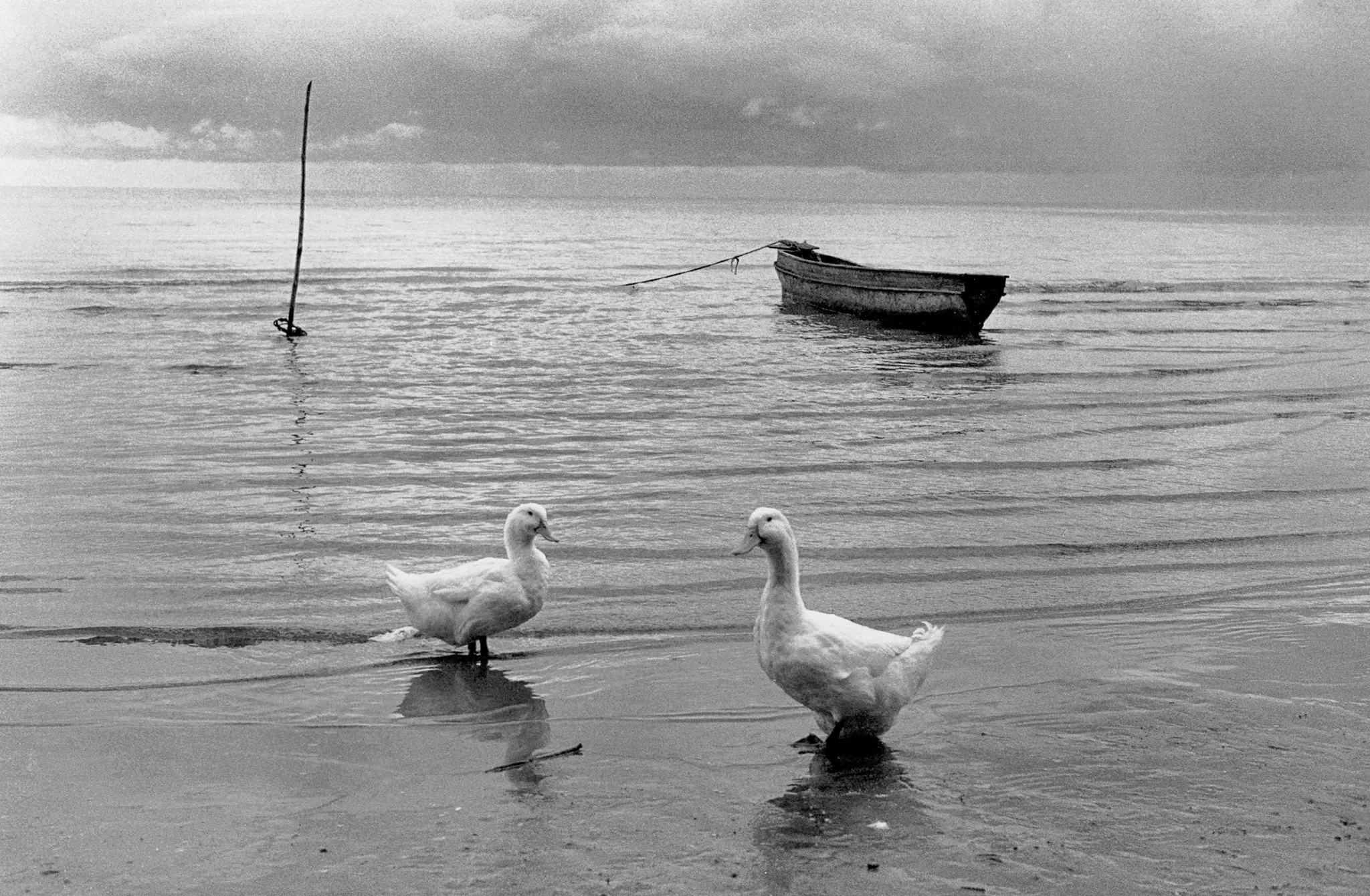 Paisaje blanco y negro 02