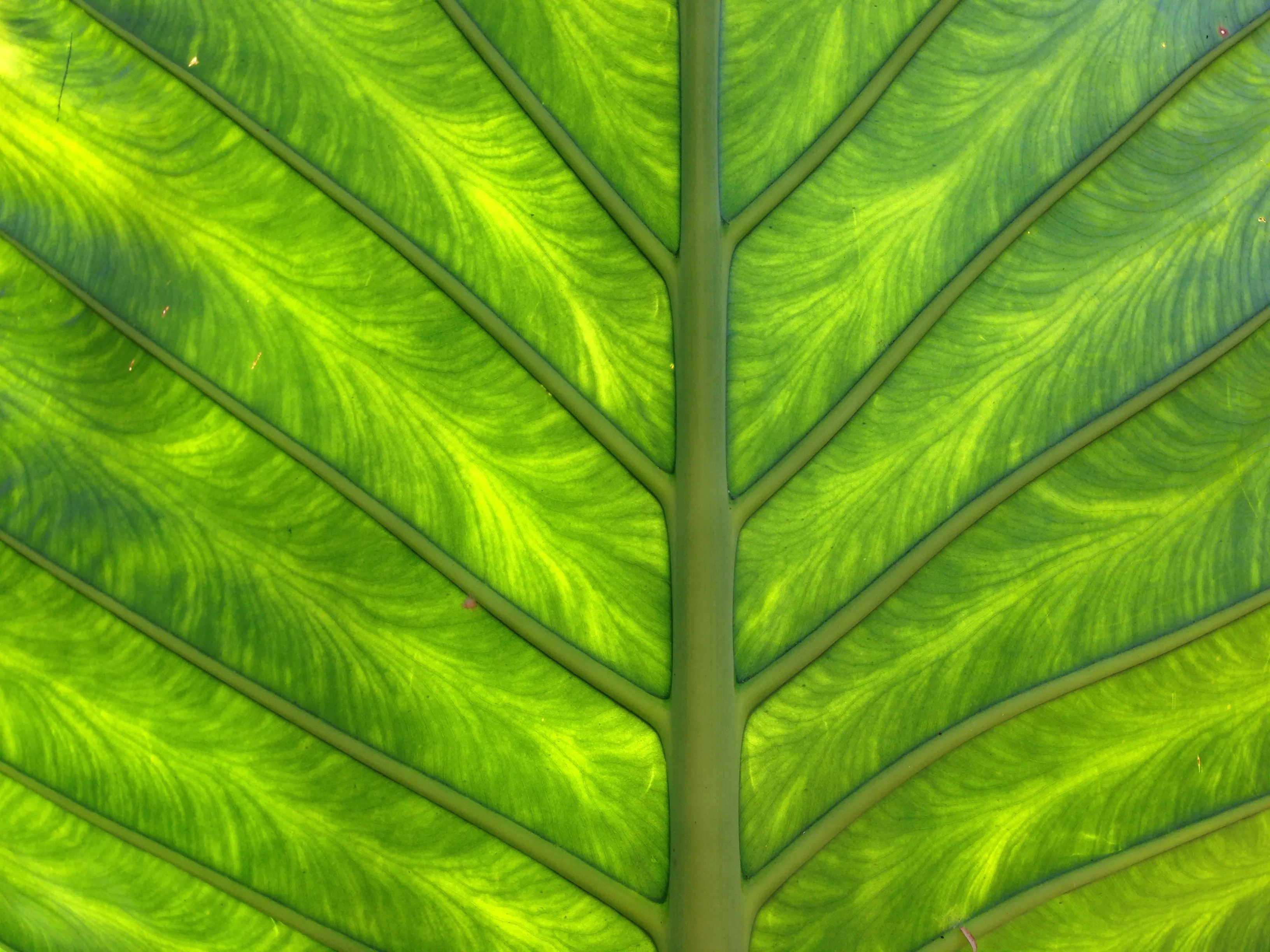 Texturas vegetales 03