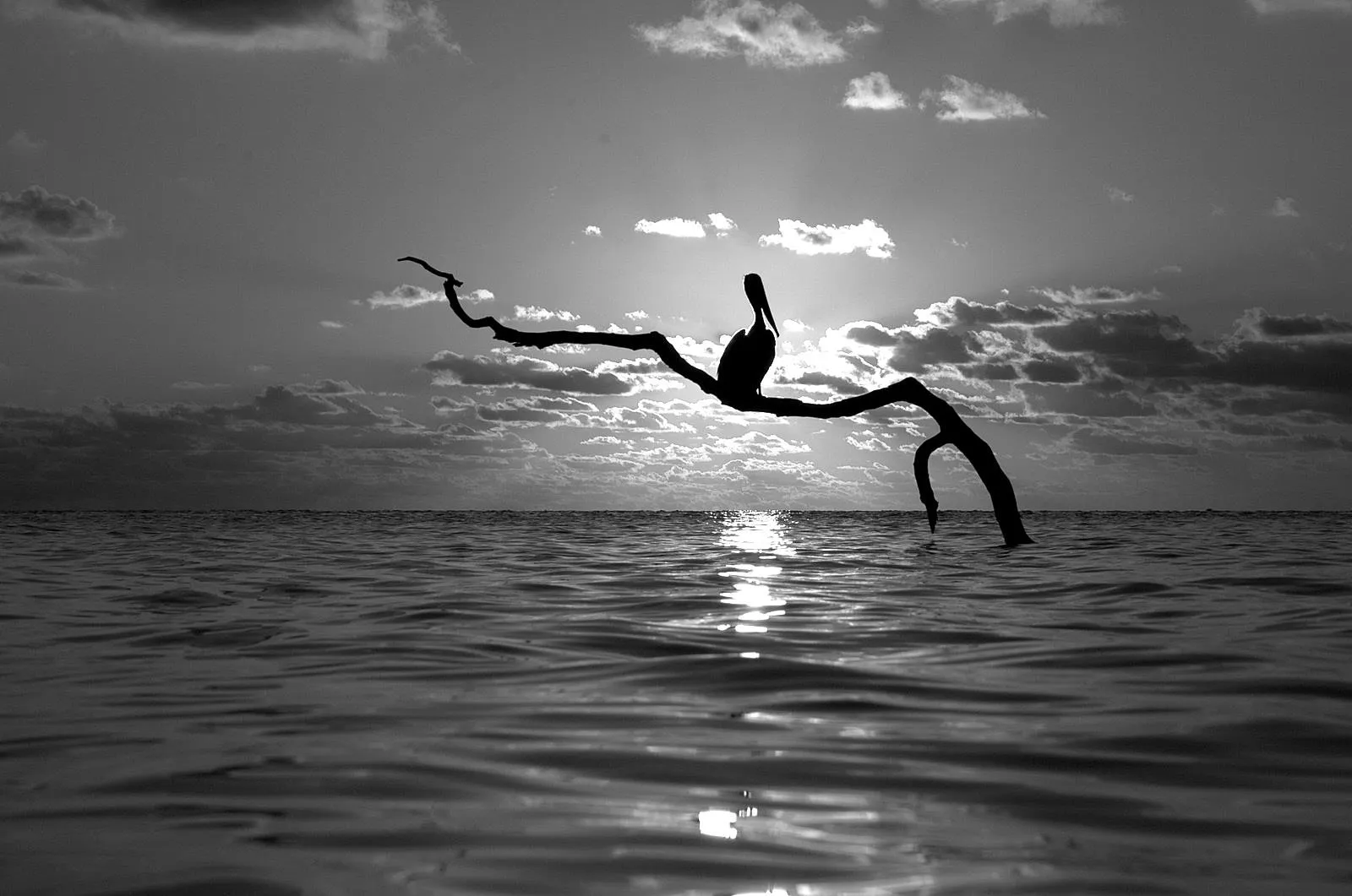 Paisaje blanco y negro 04