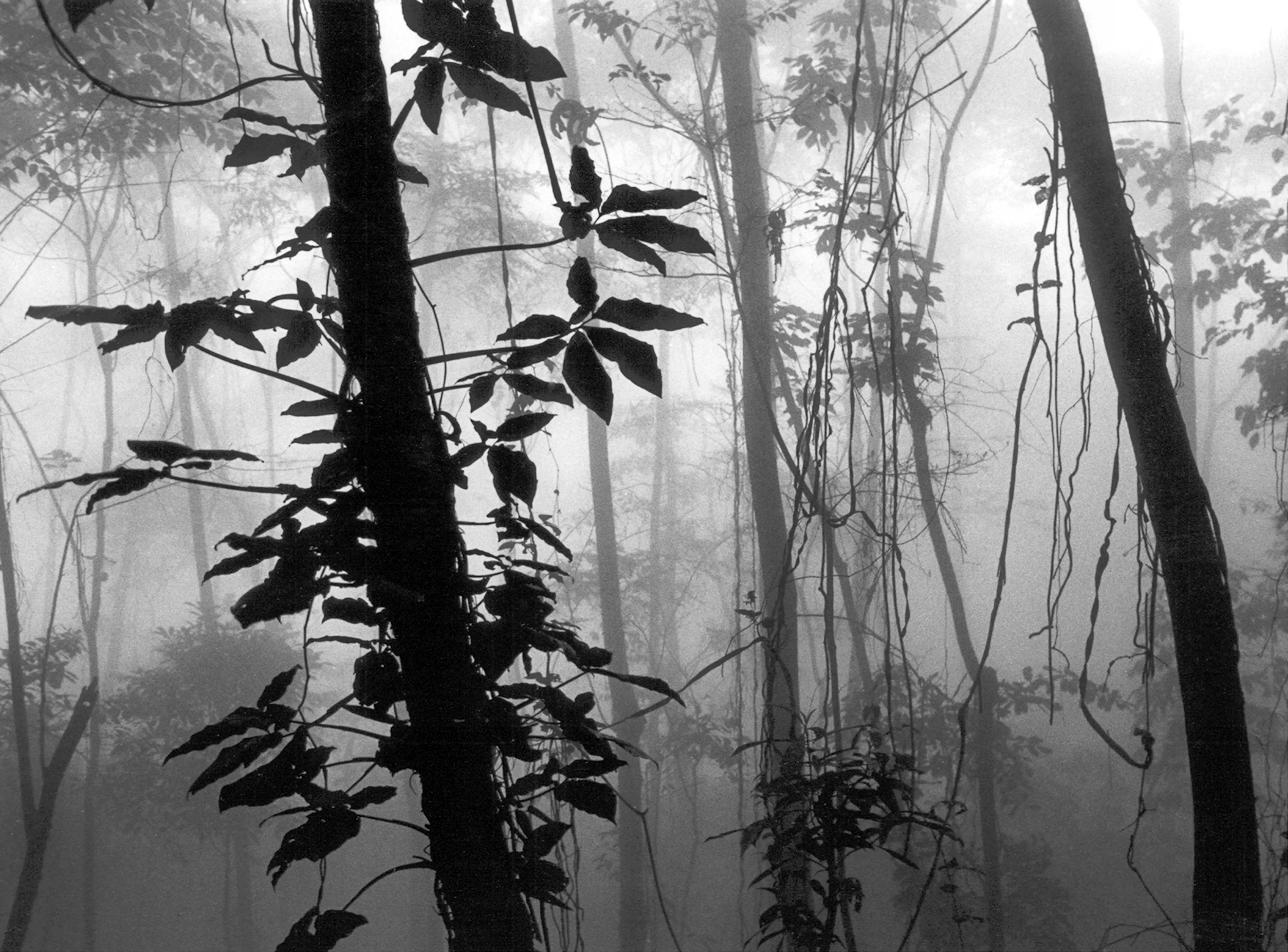 Paisaje blanco y negro 05