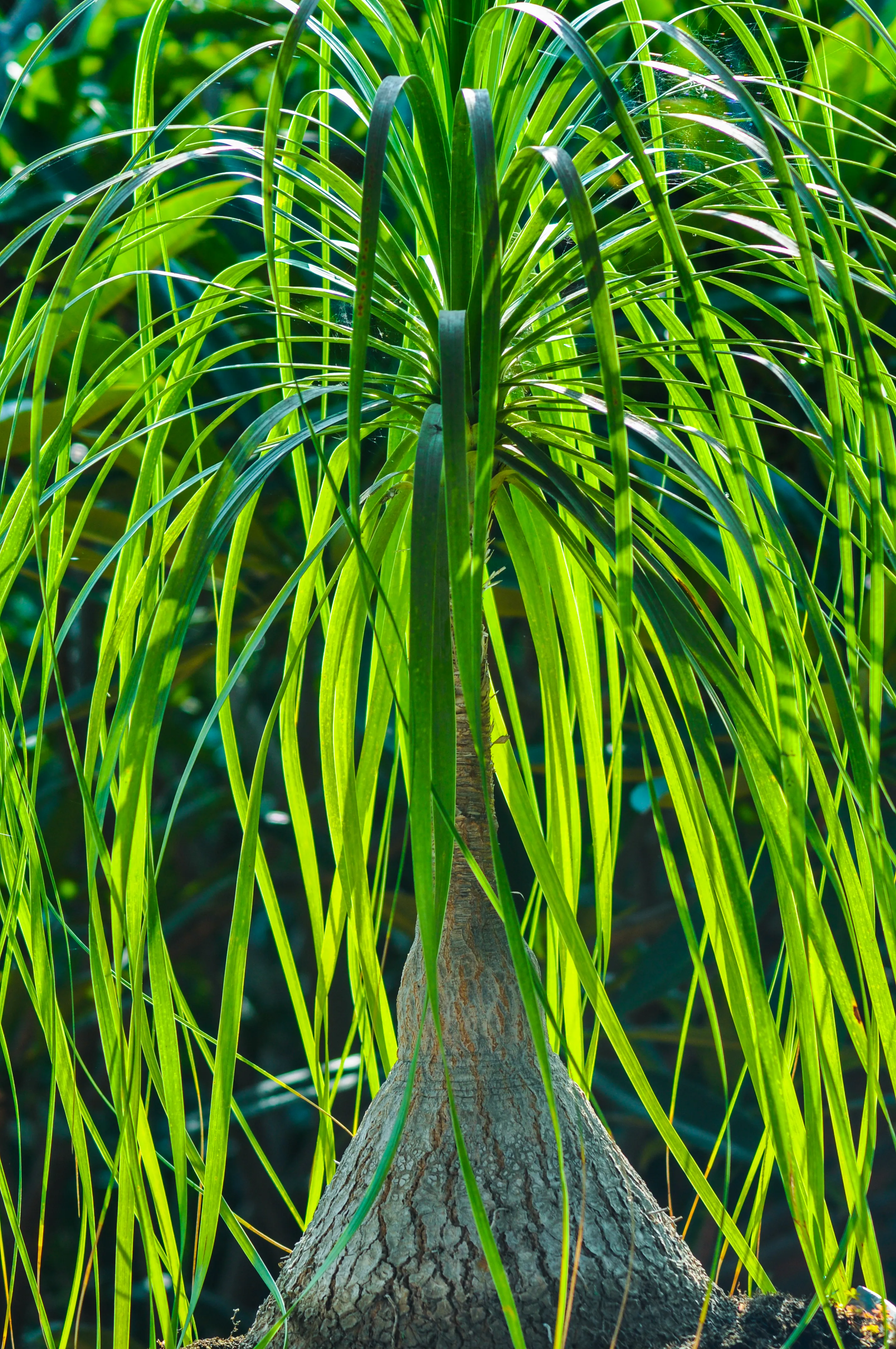 Texturas vegetales 06