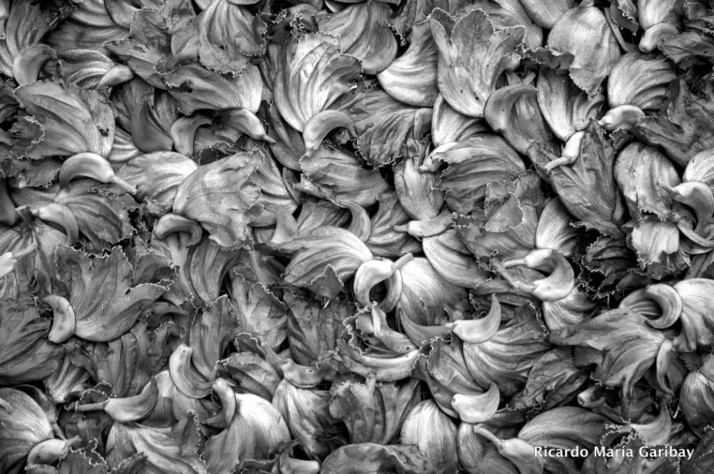 Detalle fotográfico en blanco y negro